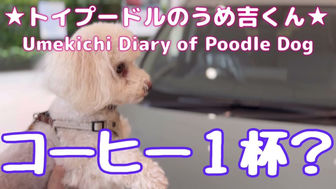 コーヒー１杯？ ★トイプードルのうめ吉くん(1343日目)★Umekichi Diary of Poodle Dog