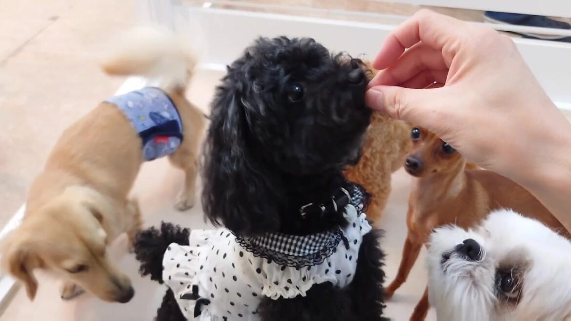 黒トイプー、囲まれながらおやつを食べる　🐶ひみつきちなう！①🐶  2024年6月25日