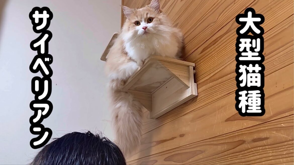 なんでもない日常　三つ子のサイベリアン　大型猫種　大型キャットタワー
