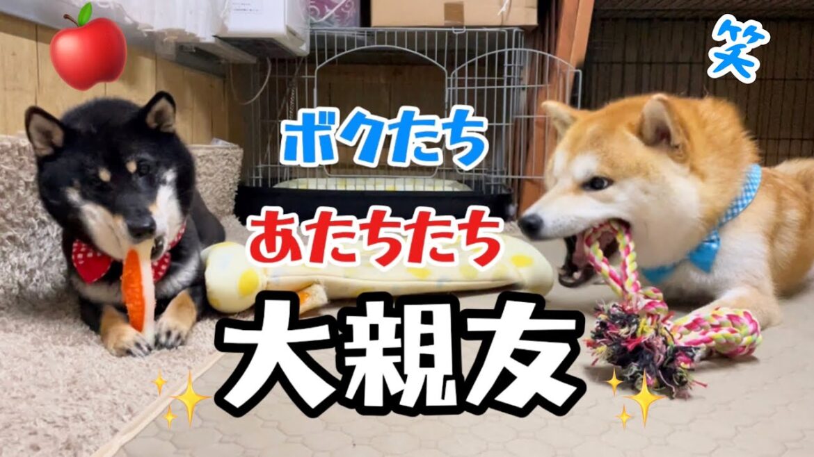 小粒黒柴と巨体末っ子の柴犬コンビが気が合い過ぎてかわいい 小粒黒柴と巨体末っ子の柴犬コンビが気が合い過ぎてかわいい