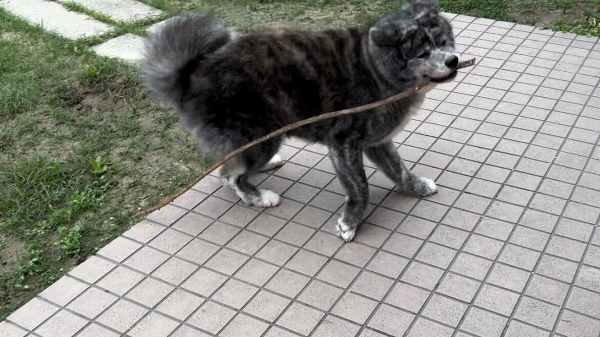 何度かチャレンジするものの、思うように棒が扱えず諦める秋田犬ぱたこ【Akita-inu】@akita-inu-pata