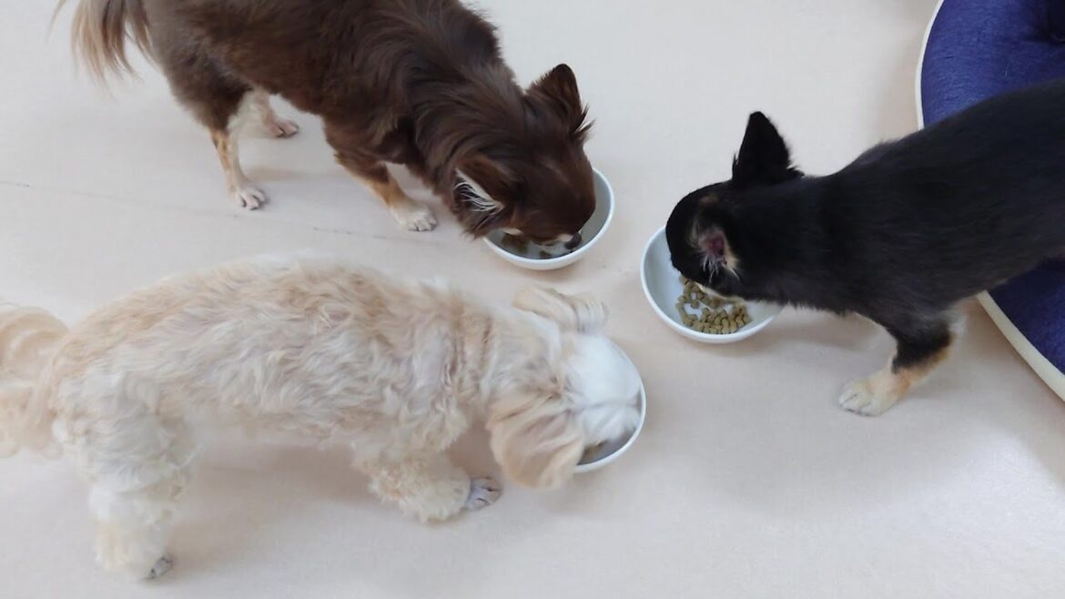 チワ三姉弟のモーニングフォーメーション！　🐶ひみつきちなう！①🐶  2024年6月24日