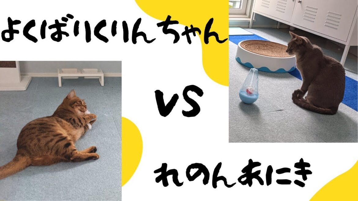 ダイソーの猫用おもちゃpart2(アビシニアンMIX&ベンガルMIX猫) ダイソーの猫用おもちゃpart2(アビシニアンMIX&ベンガルMIX猫)