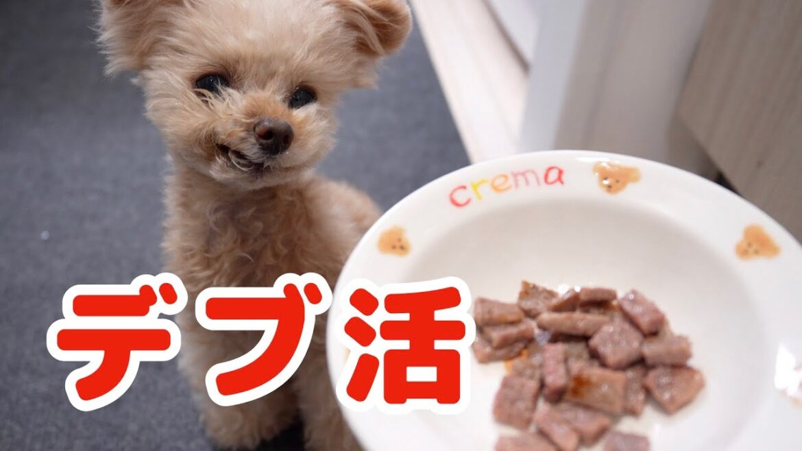 どうやったら太る？！むちむちボディを目指します！【トイプードル】