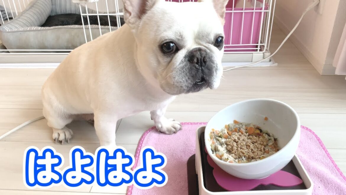 1日の全ては朝ごはんから始まる…【フレンチブルドッグ frenchbulldog】 1日の全ては朝ごはんから始まる…【フレンチブルドッグ frenchbulldog】