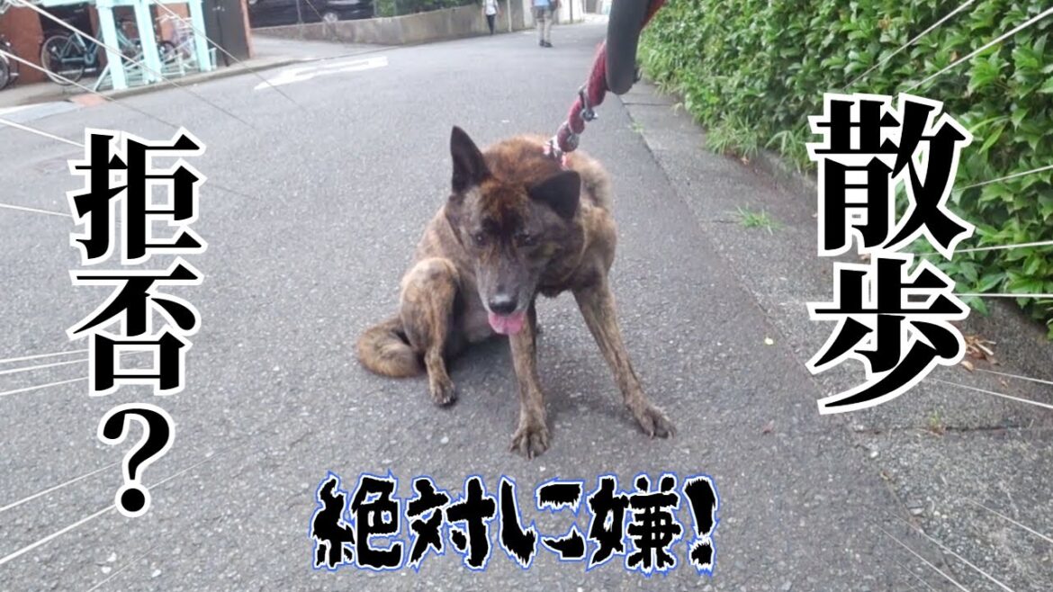 主に従順な甲斐犬が珍しく抵抗！！　#甲斐犬 #柴犬 #vlog 【柴犬・甲斐犬】