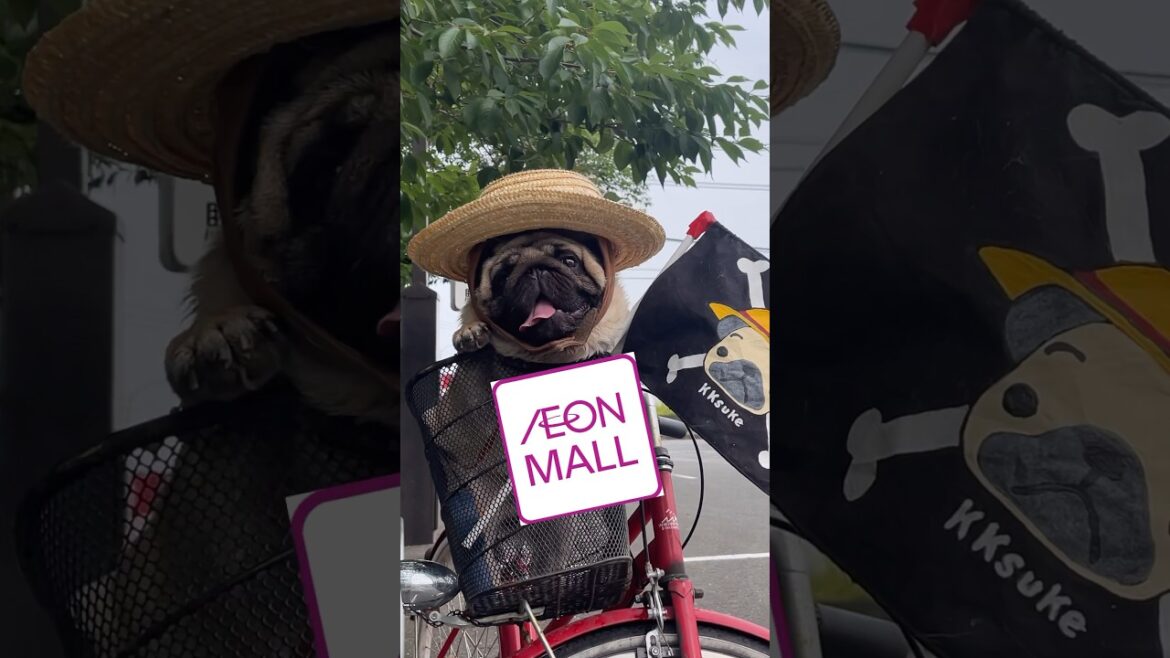 イオンモール#パグ#かわいい犬 #shortsvideo