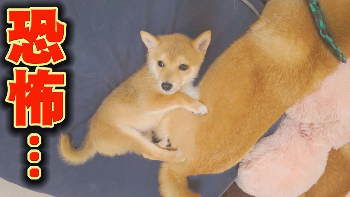 兄柴犬にしがみつき、意外な物に怯える子犬が可愛い♪