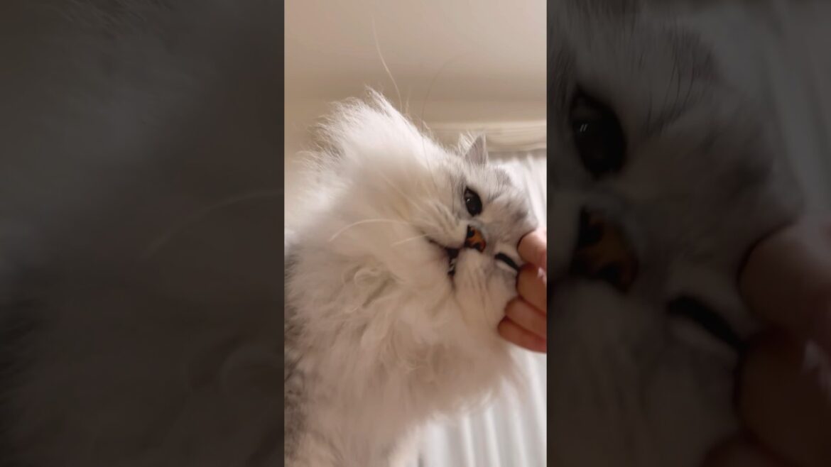 お姉ちゃんの手は格別な猫 【サイベリアン】 #Shorts