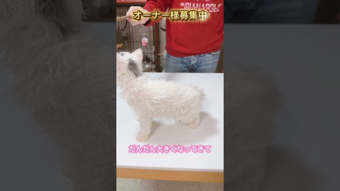 セルカークレックス（2024/3/20生まれ）4【撮影日：2024/6/7】