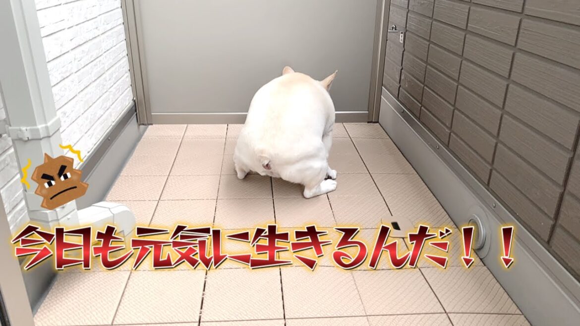 元気印！！【フレンチブルドッグ frenchbulldog】