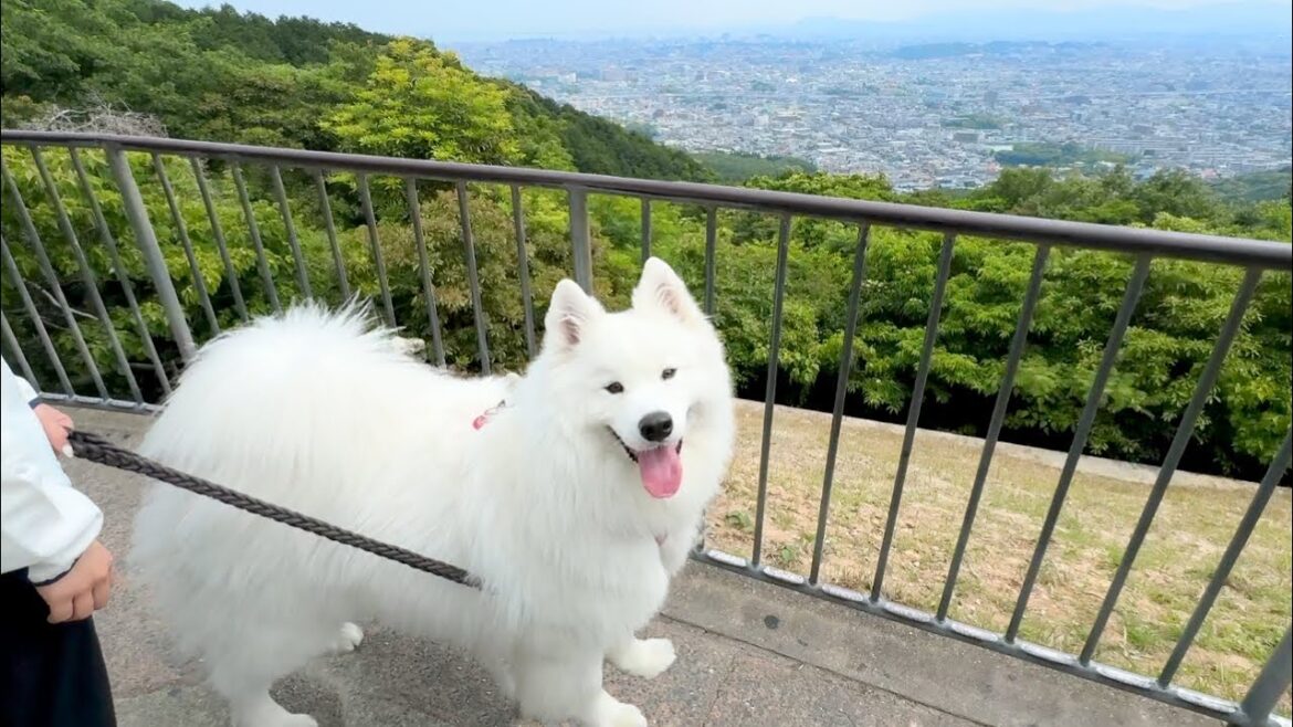 初めての登山に苦戦するママをとびっきりの可愛さと人一倍の優しさで頂上まで先導してくれる犬が尊すぎました…