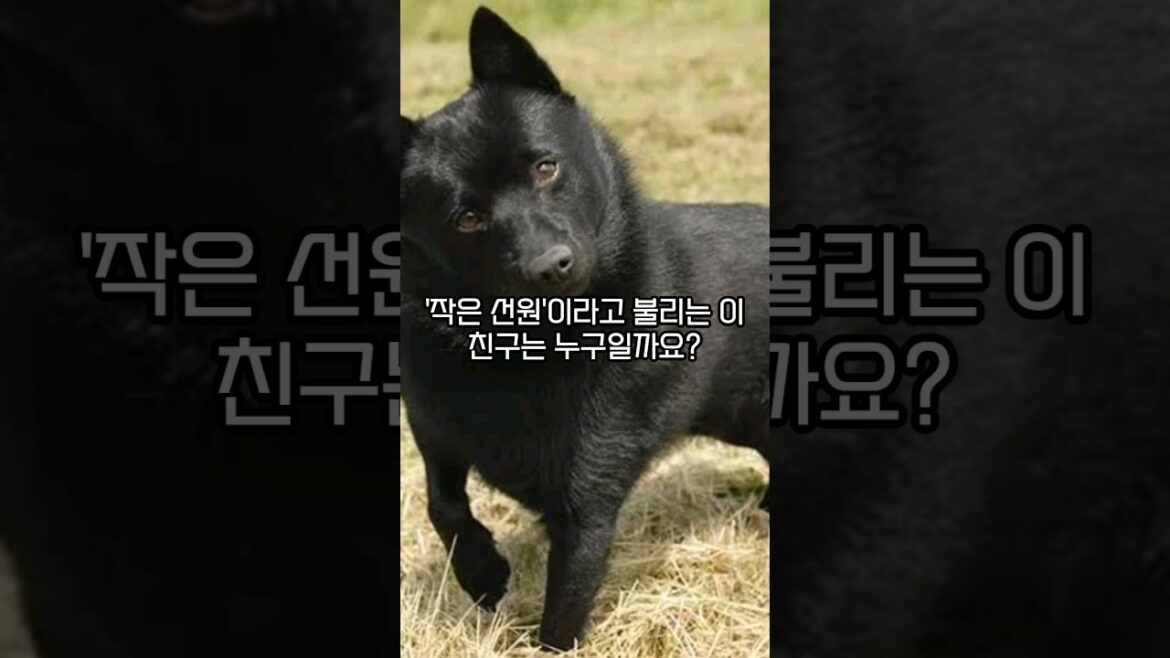 '작은 선원'이라 불리는 이 친구는 누구일까요? #견종 #개