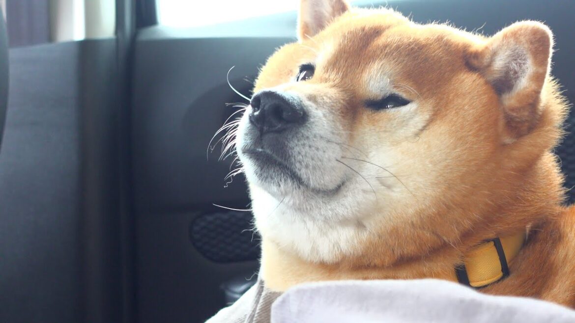 病院嫌いの柴犬が見慣れた景色を見て絶望する瞬間。