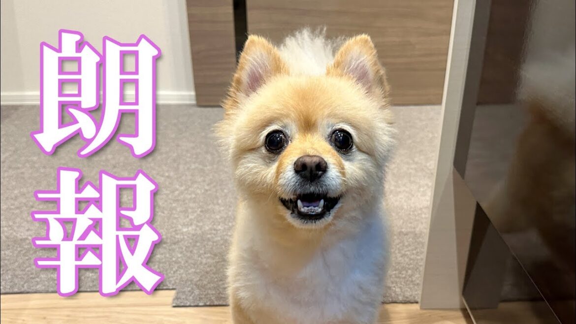 【朗報】愛犬の事で嬉しいことがありました！