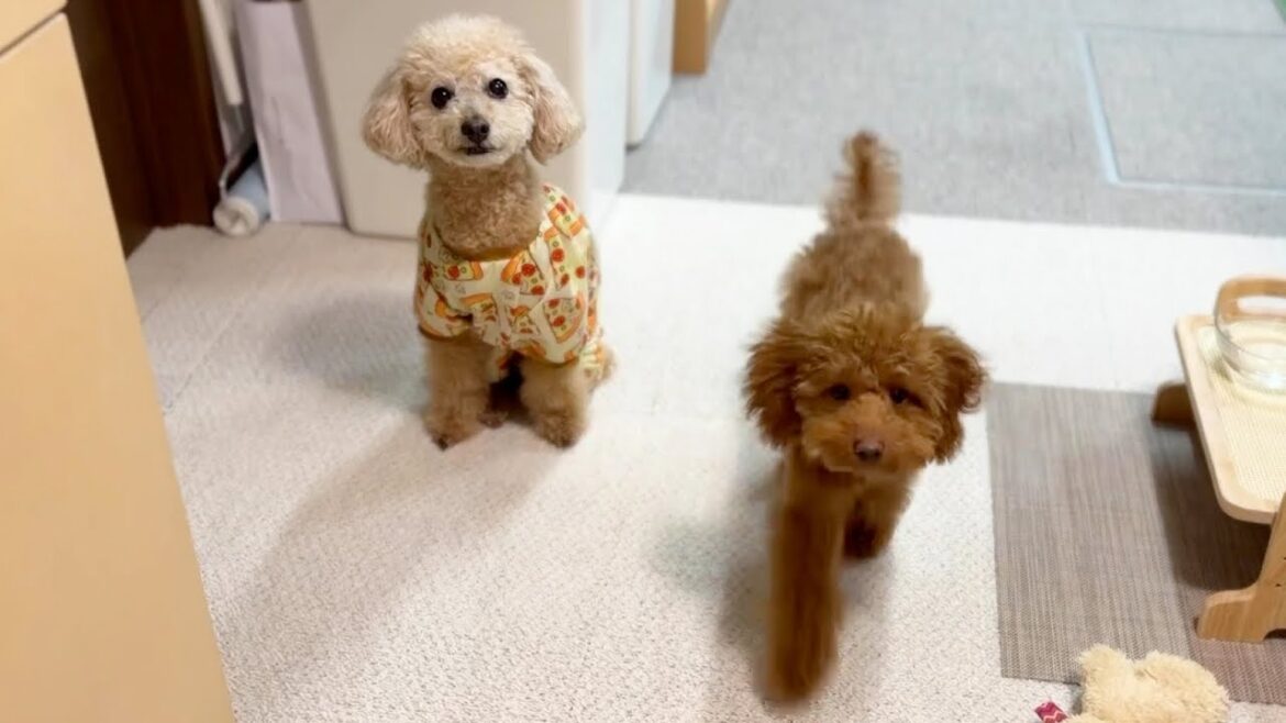 トイプードルの子犬と先住犬が全く仲良くなれませんw