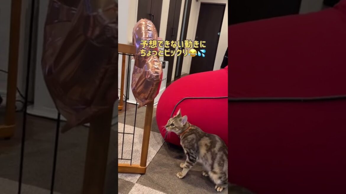 【ベンガル×シンガプーラ】2歳目前の猫、2に執着する【＃shorts】