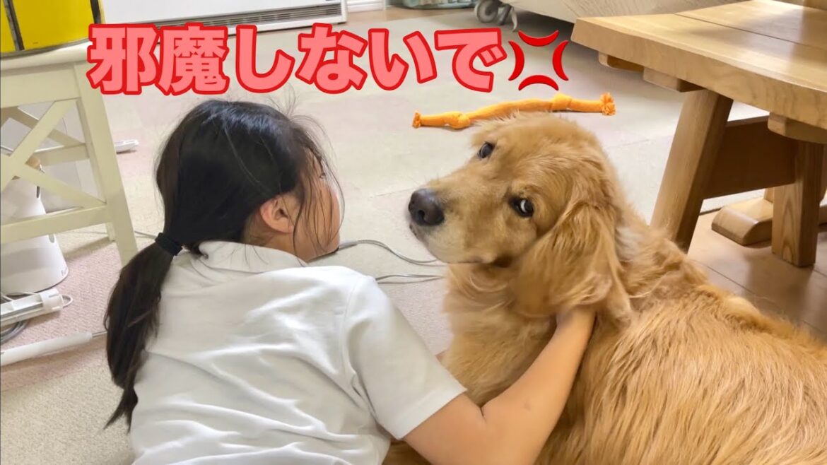 妹に優しく、パパにはキツい目線が自然と出てしまう大型犬クッキー【ゴールデンレトリバーとミニチュアダックスフンド】