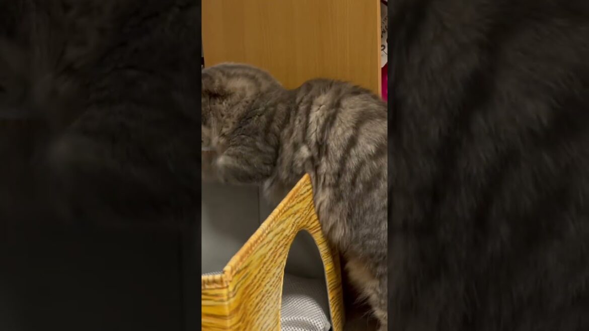 リアルポケモン　自分から捕獲されるニャース　短足ミヌエット　#ペルシャ #マンチカン