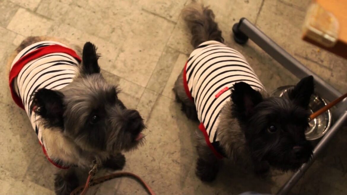 ケアンテリアのはなくる、かぼちゃプリンが美味しくって！