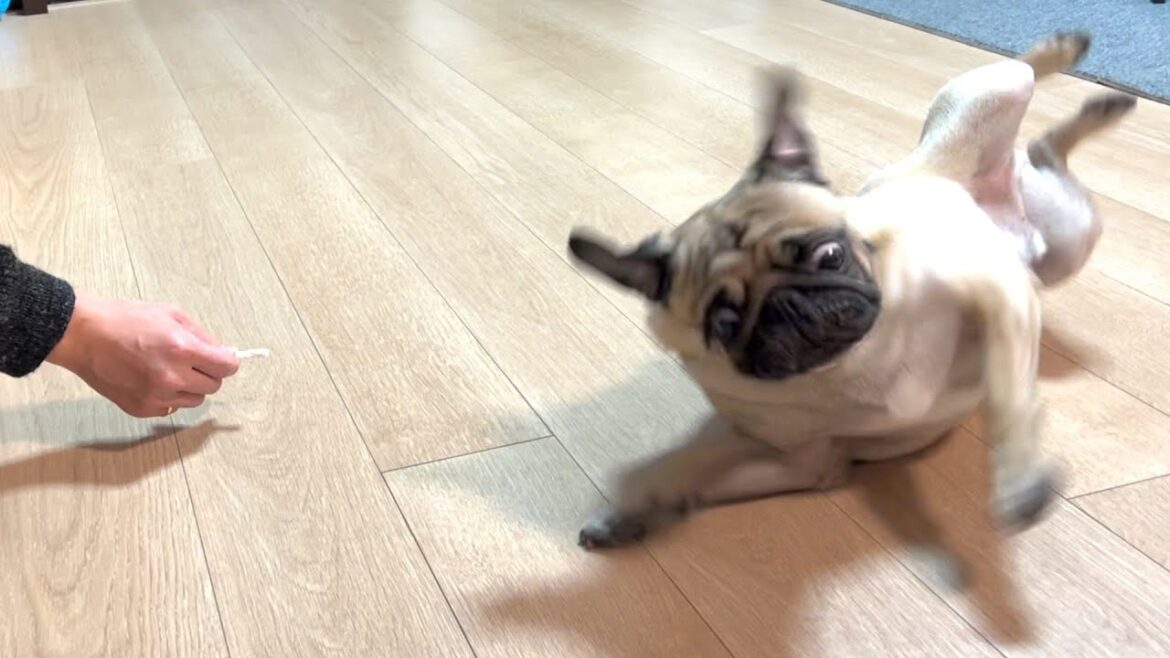 【パグ1歳半】赤ちゃんの時に習得した技はまだできるのかwww