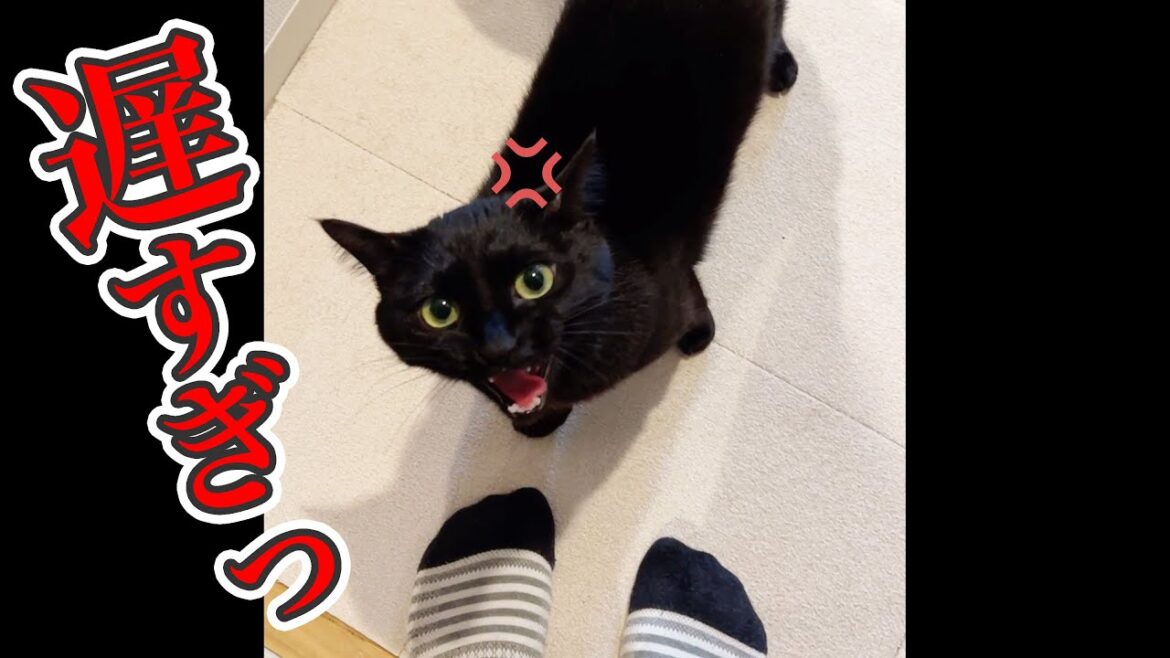 帰宅したら、猫にブチギレられました…