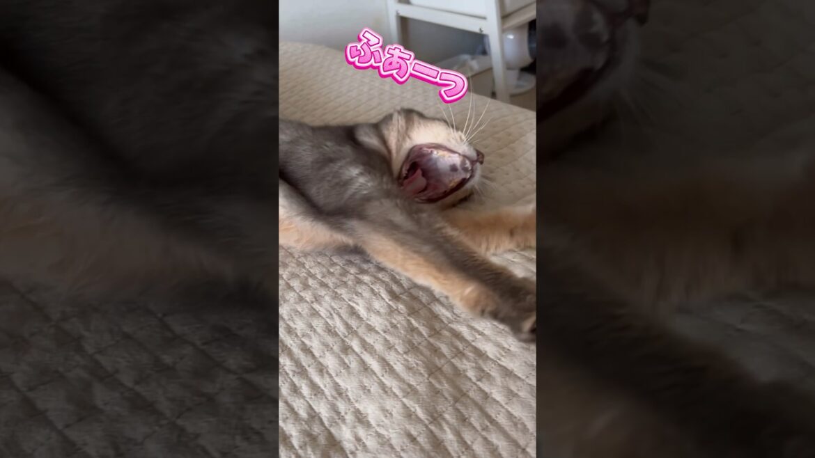 まな猫アリスちゃんのお昼寝 #shorts #猫動画 #アビシニアン #cat #まな猫