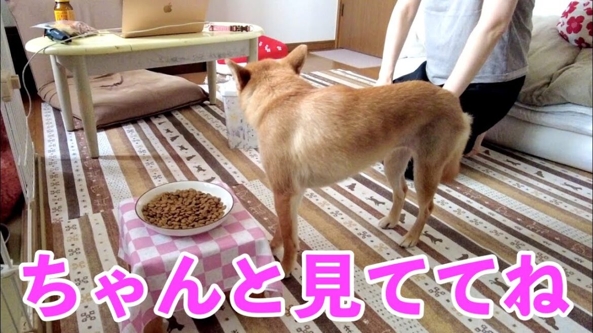 【体当たりで確認】ご飯中はお母さんに見てて欲しい 柴犬小夏 【体当たりで確認】ご飯中はお母さんに見てて欲しい 柴犬小夏