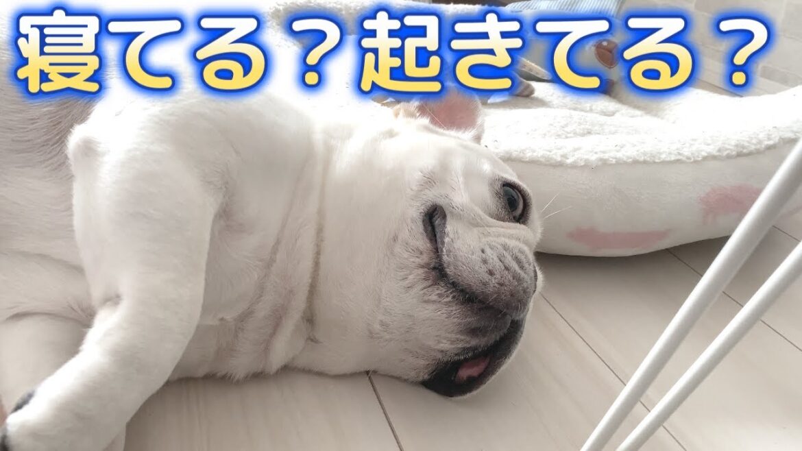 ポルコさんは寝てる？起きてる？【フレンチブルドッグ frenchbulldog】
