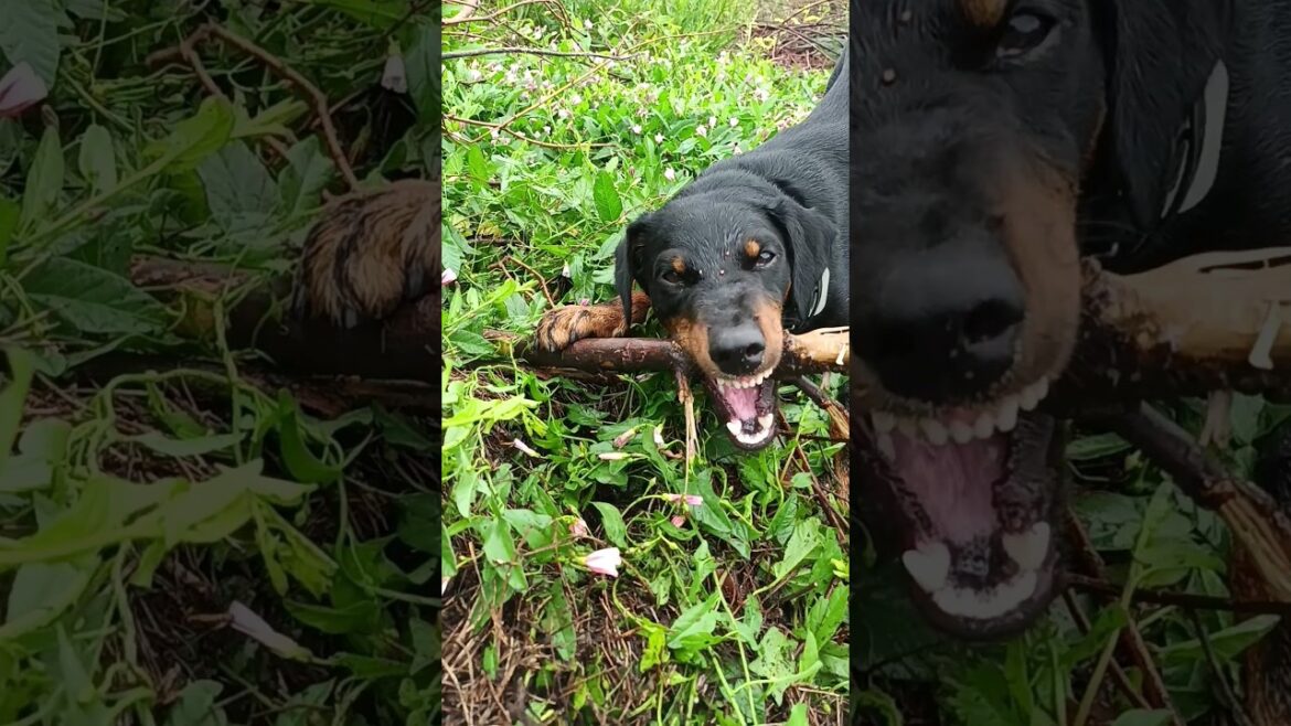 ⚡Рубик⚡ зубочистка ягдтерьер jagdterrier