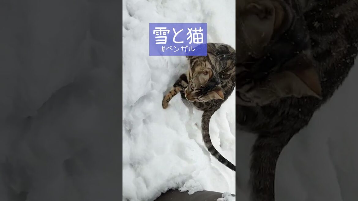 雪と猫（季節外れですが）#ベンガル