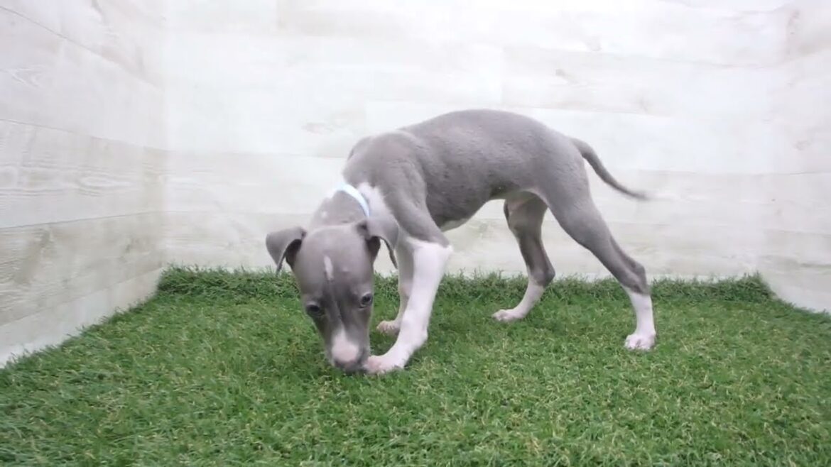 Coo&RIKU　No00680210 イタリアングレーハウンド