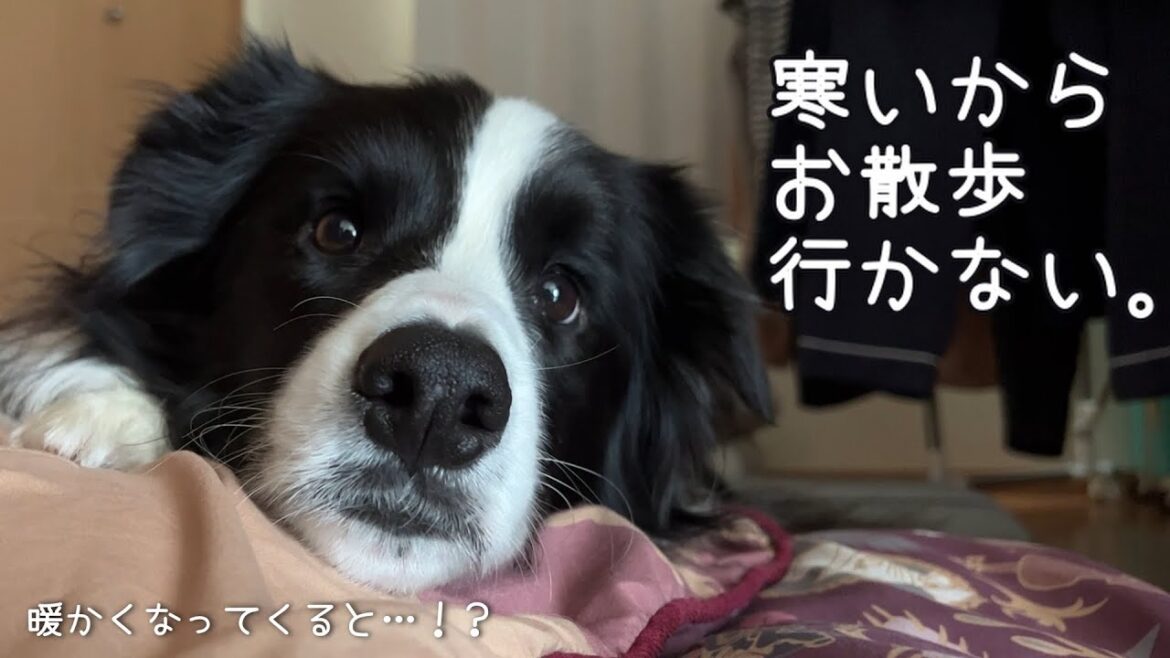 冬は寒くて朝散歩拒否だったボーダーコリー、暖かくなってくると真逆に…！？