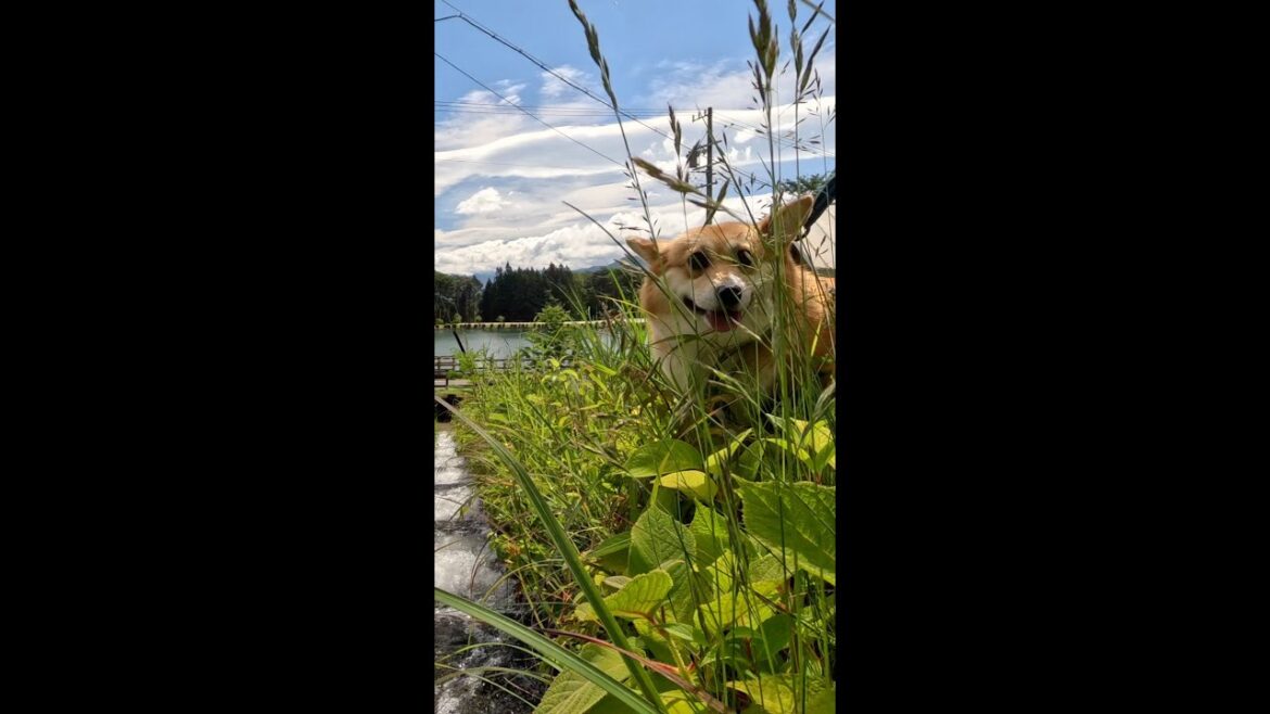 用水路を覗きに行くコーギー / Corgi going to look into the irrigation canal #corgi #コーギー #サクラ