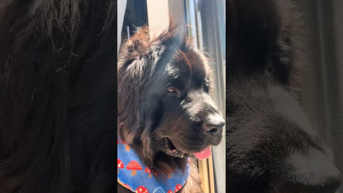 ヘアスタイルの癖　笑　#newfoundland #ニューファンドランド
