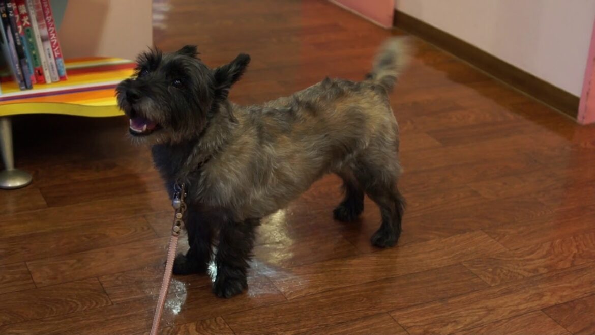 ケアンテリアのくるみ、しゃべって訴える！？