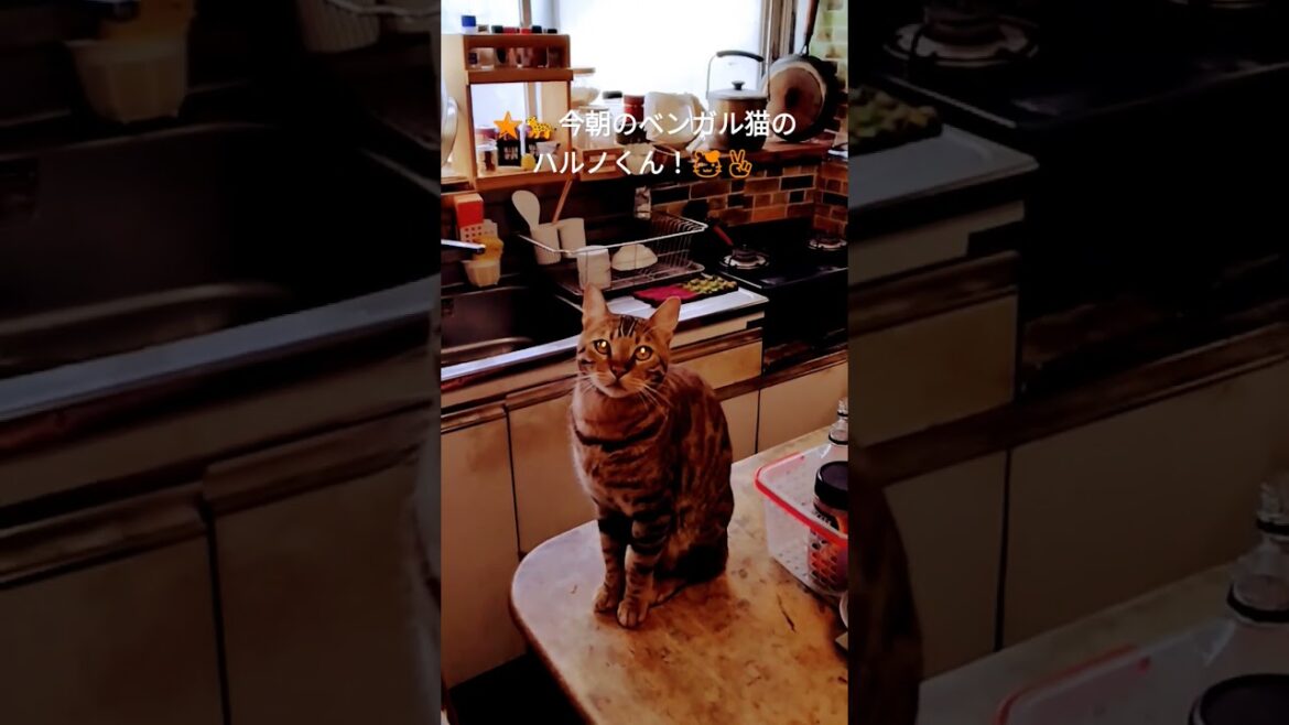 🌟🐆今朝のベンガル猫ハルノくん（２０２４年６月２０日（木曜日）目指せ４０万人（笑）（２０２４０６２０ー２） #ベンガル#bengalcat#short