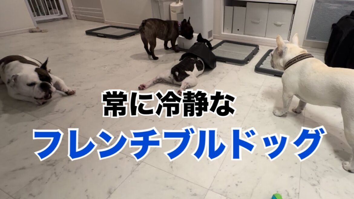 常に冷静なフレンチブルドッグっ‼︎