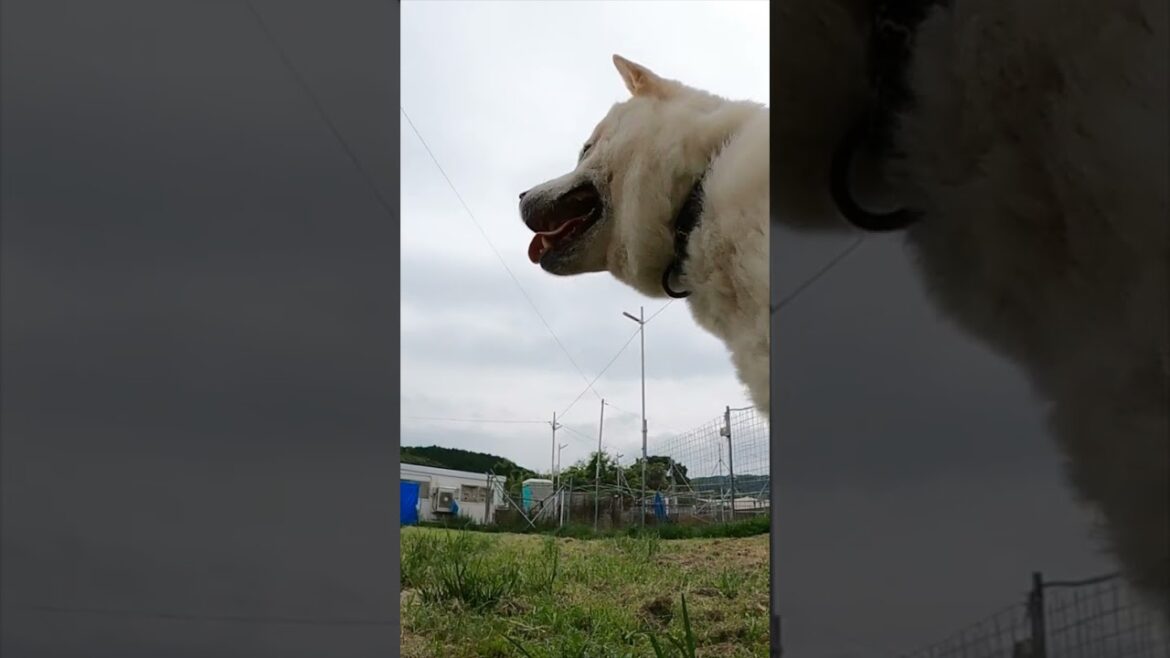 ツッパりHigh School Rock'n Roll (キッシュ編)  #紀州犬