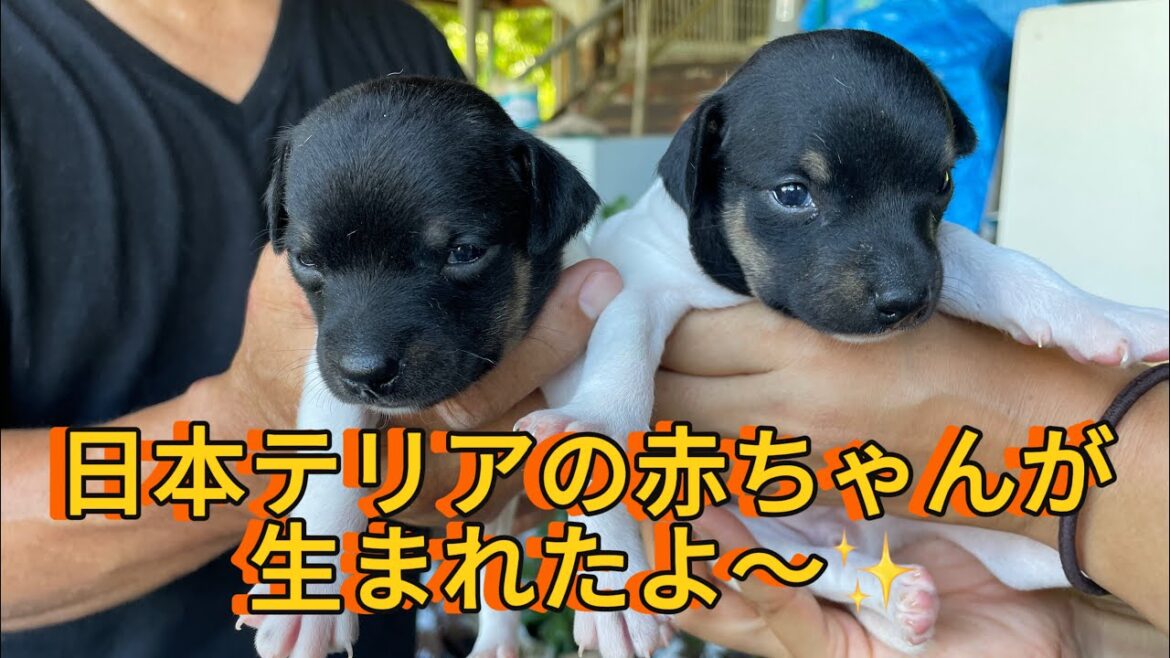『日本テリア』の赤ちゃんが生まれたよ〜♡ #shorts #日本テリア #japaneseterrier #犬のいる生活