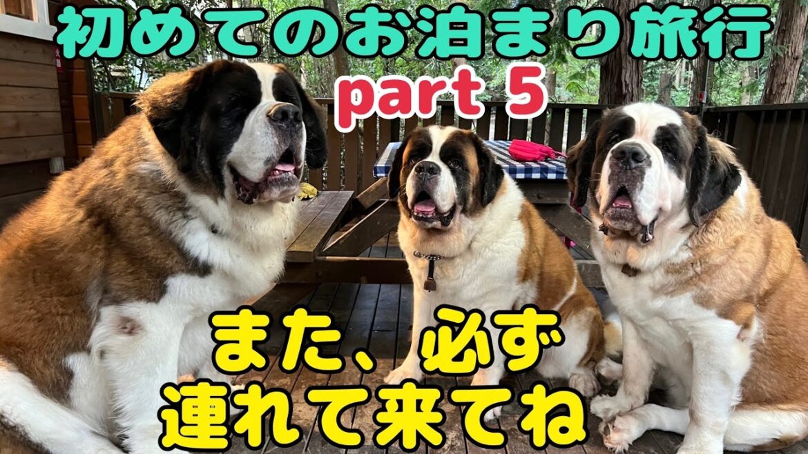 【セントバーナード】初めての一泊旅行part5　朝のお散歩の後、お宿を綺麗に掃除して帰ります。そうすると、とっても気持ちいいです。