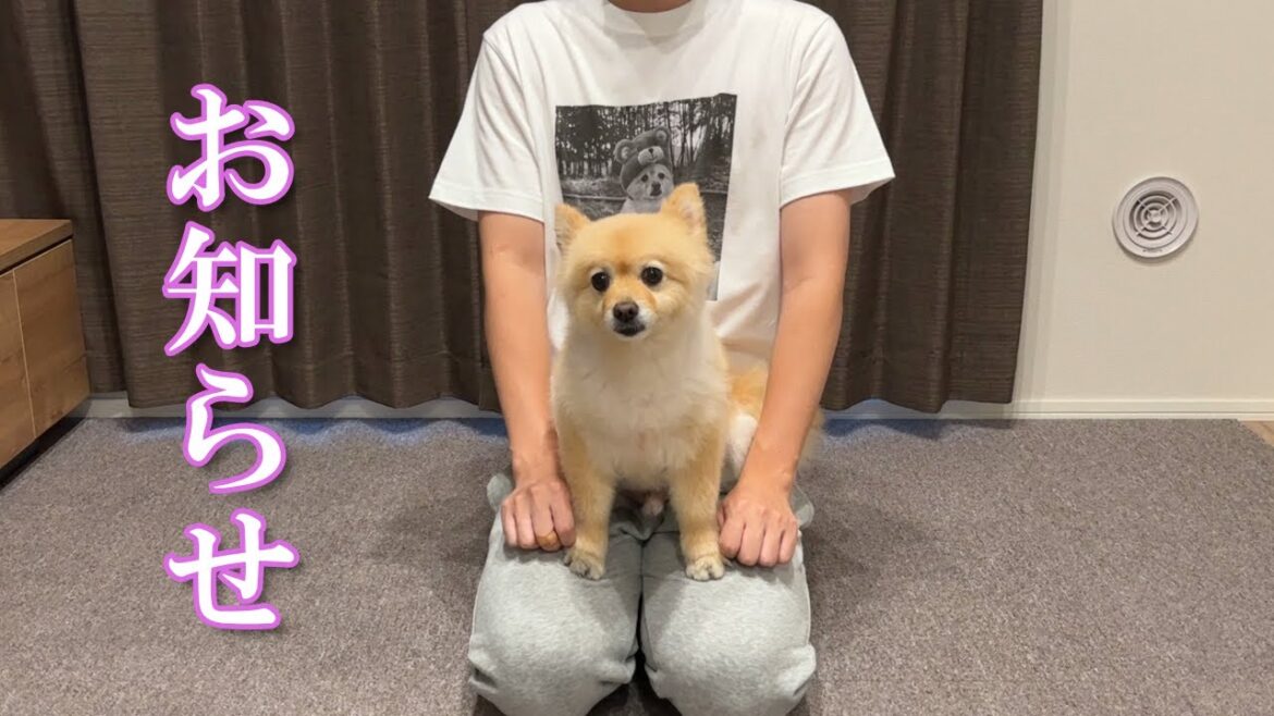 【お知らせ】視聴者の皆様にお知らせがあります！