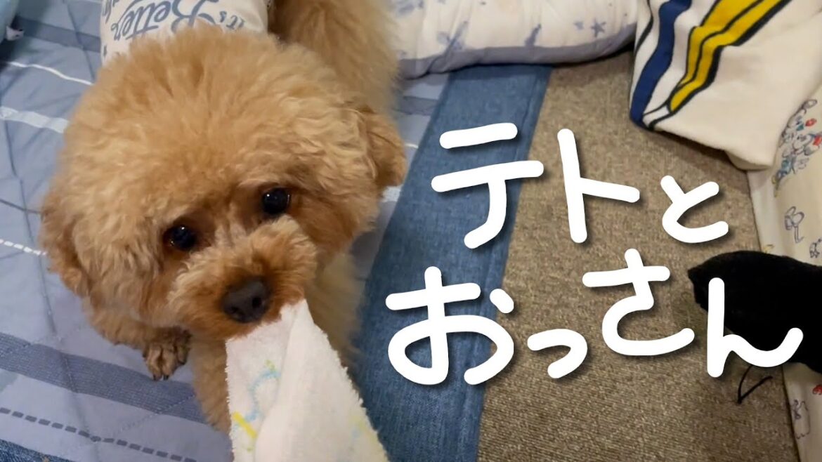 【トイプードルのテト】テトとおっさん その17・静かな生活 #トイプードル #ペットとお出かけ #愛犬 #愛犬とお出かけ