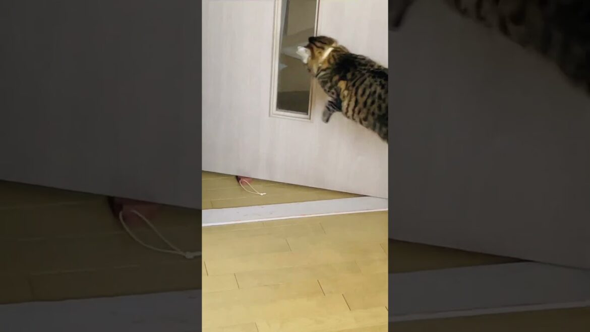 たぬき猫がドアストッパーで遊ぶとこうなる#shorts#猫#元野良#キジトラ#ボブテイル