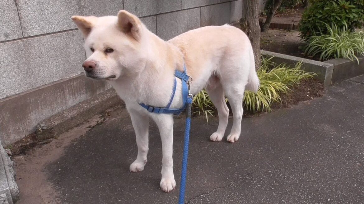 【秋田犬ゆうき】一日中続いていた腹痛がやっとのこと治ったのでようやくおやつを食べ始める【akita dog】