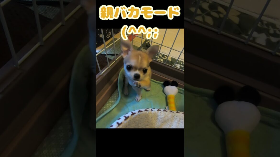 スムースコートチワワ きな子ちゃんのいと小さきとき #Shorts #dog