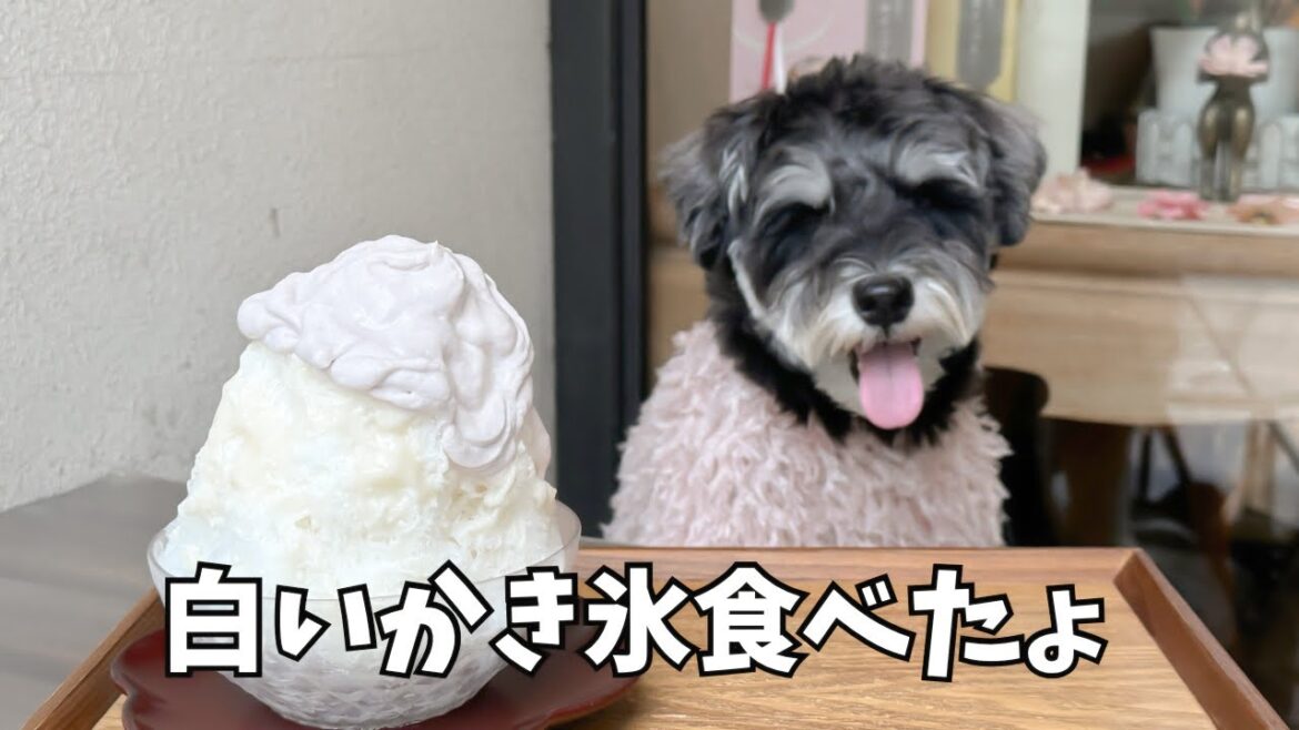 【ホワイトかき氷】ミニチュアシュナウザーと過ごす夏 かき氷とダラダラといつものカフェ 【ホワイトかき氷】ミニチュアシュナウザーと過ごす夏 かき氷とダラダラといつものカフェ