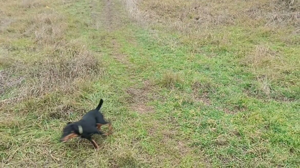 ⚡Рубик⚡ супер скорость щенок 7 месяцев ягдтерьер jagdterrier puppy