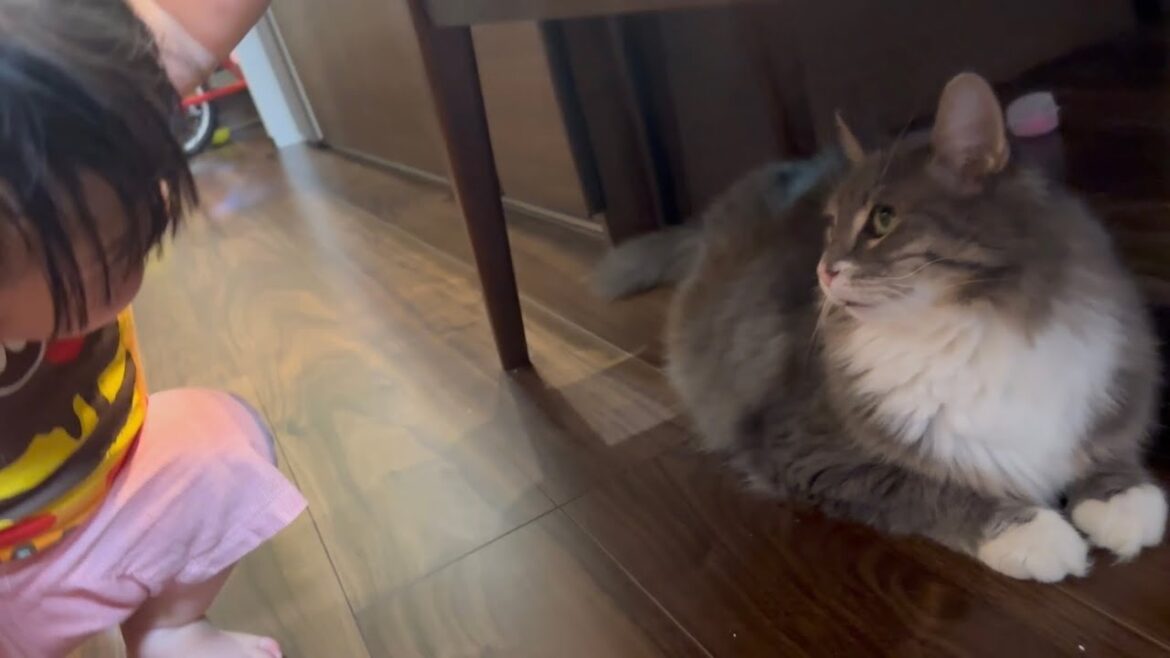 先を覗き込みながらゆっくり移動する猫　ノルウェージャンフォレストキャットA slow moving cat. Norwegian Forest Cat.