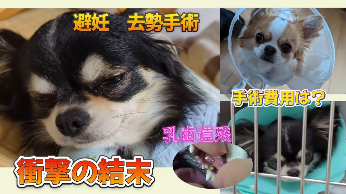 【閲覧注意】愛犬の避妊・去勢手術◇術後・予期せぬ事が！そうなる前に見てください！